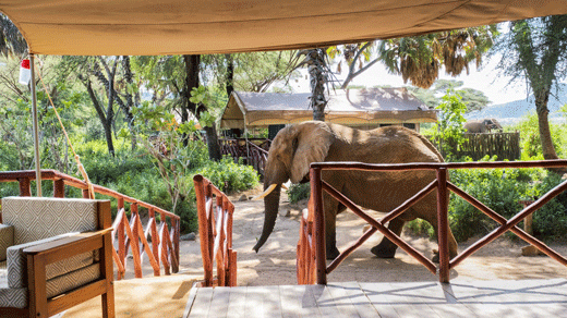 Elephant Bedroom Camp Bench Africa