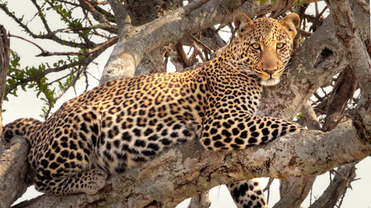 Elephant Bedroom Camp Bench Africa   Leopard 520x292 