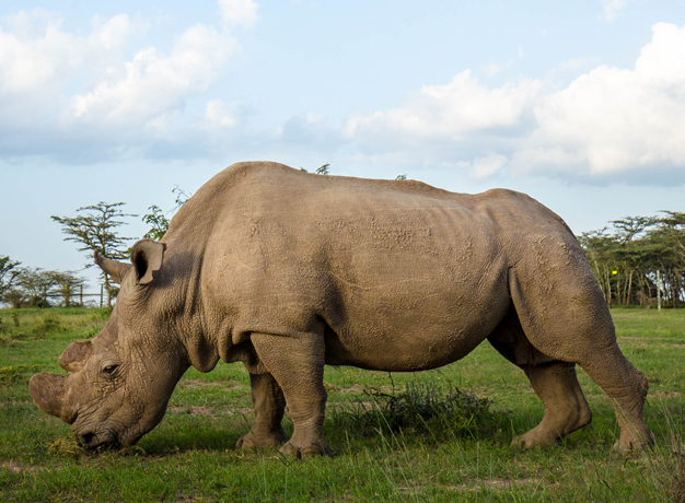 Is the Northern White Rhino Extinct? | Bench Africa