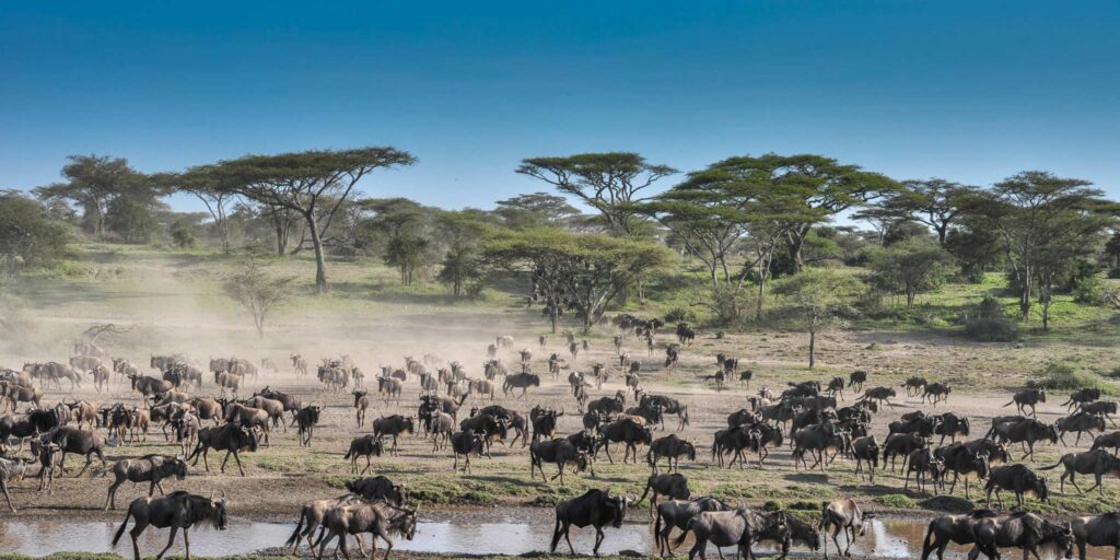 Ndutu Serengeti Safari migration