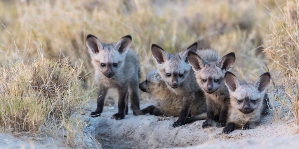 Four adorable bat-eared foxes sat together in the grass