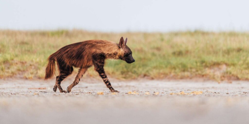 Wild dog running in the wild in Botswana