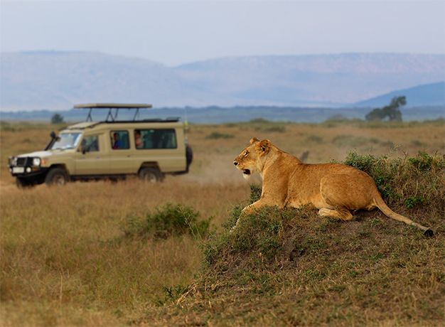 Vehicle with lion in foreground