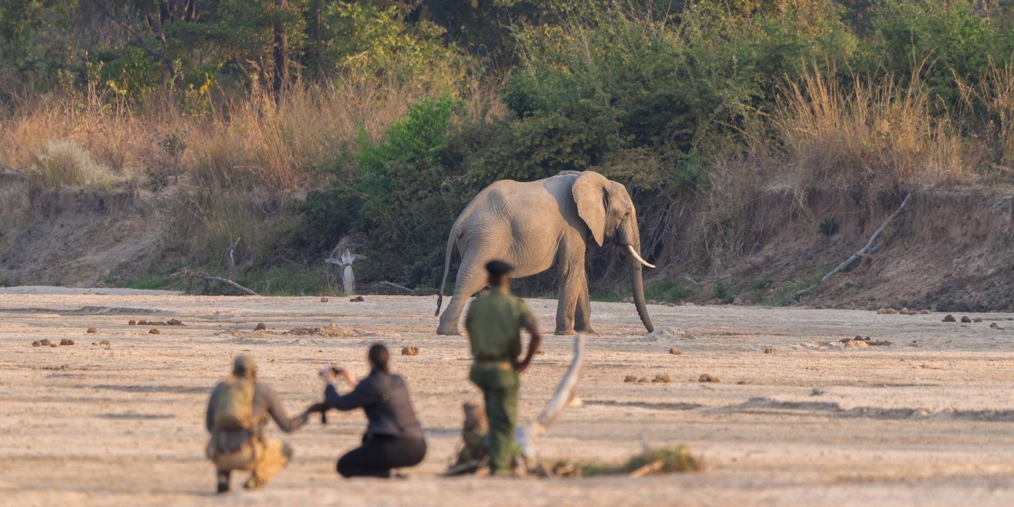 elphant in South Luangwa National Park, Zambia