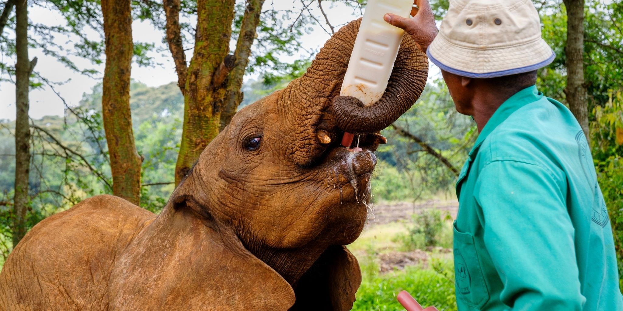 A man feeding a baby orphan elephant