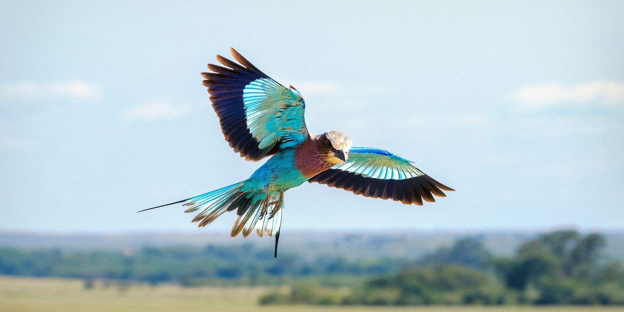 Colourful Kenyan bird
