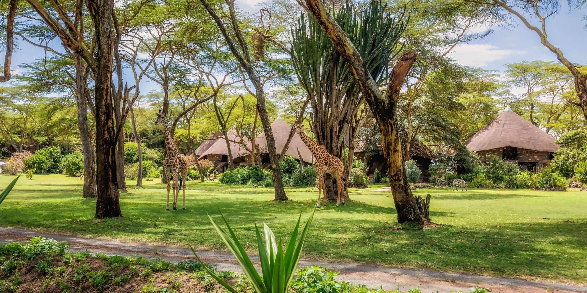 Giraffes at Lake Naivasha Sopa Lodge