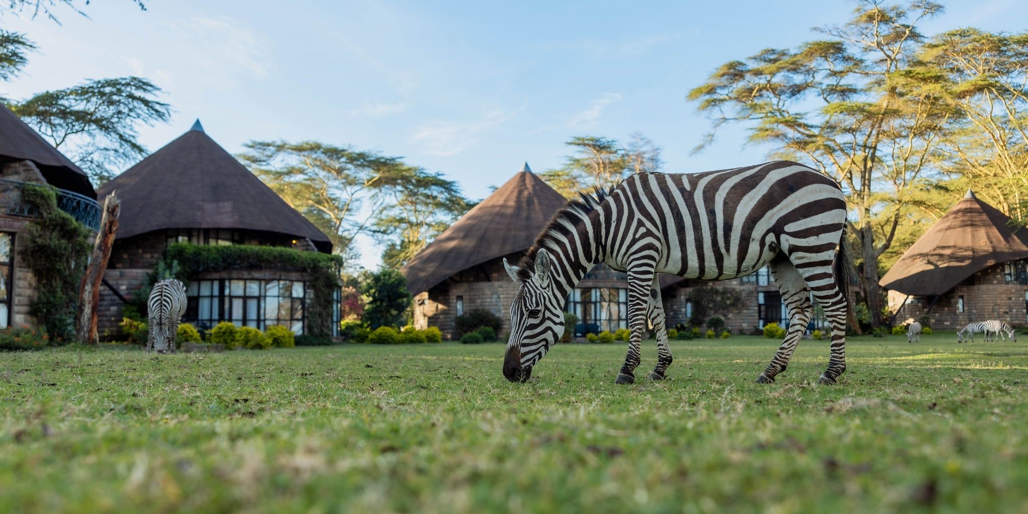 Zebra grazing outside Lake Naivasha Sopa Lodge