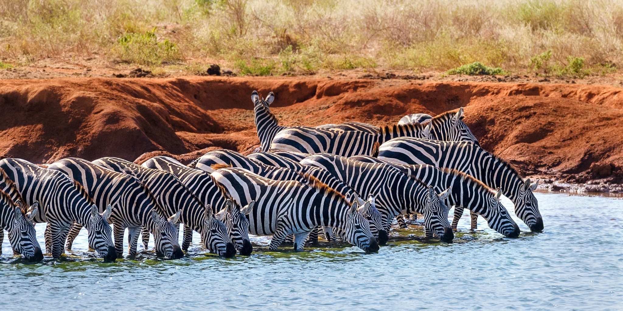 Zebras drinking from the water