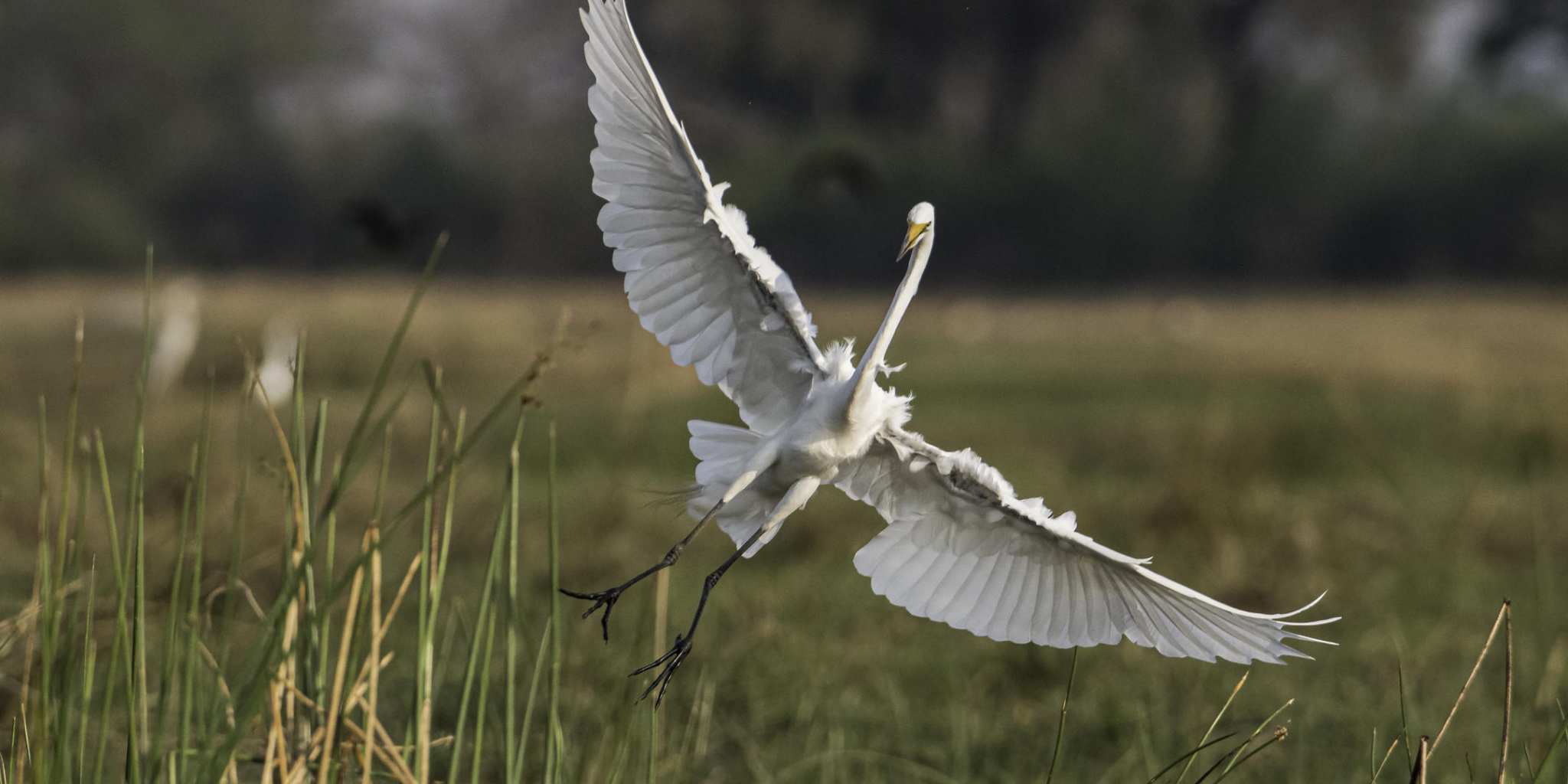 Bird at Okavango Delta
