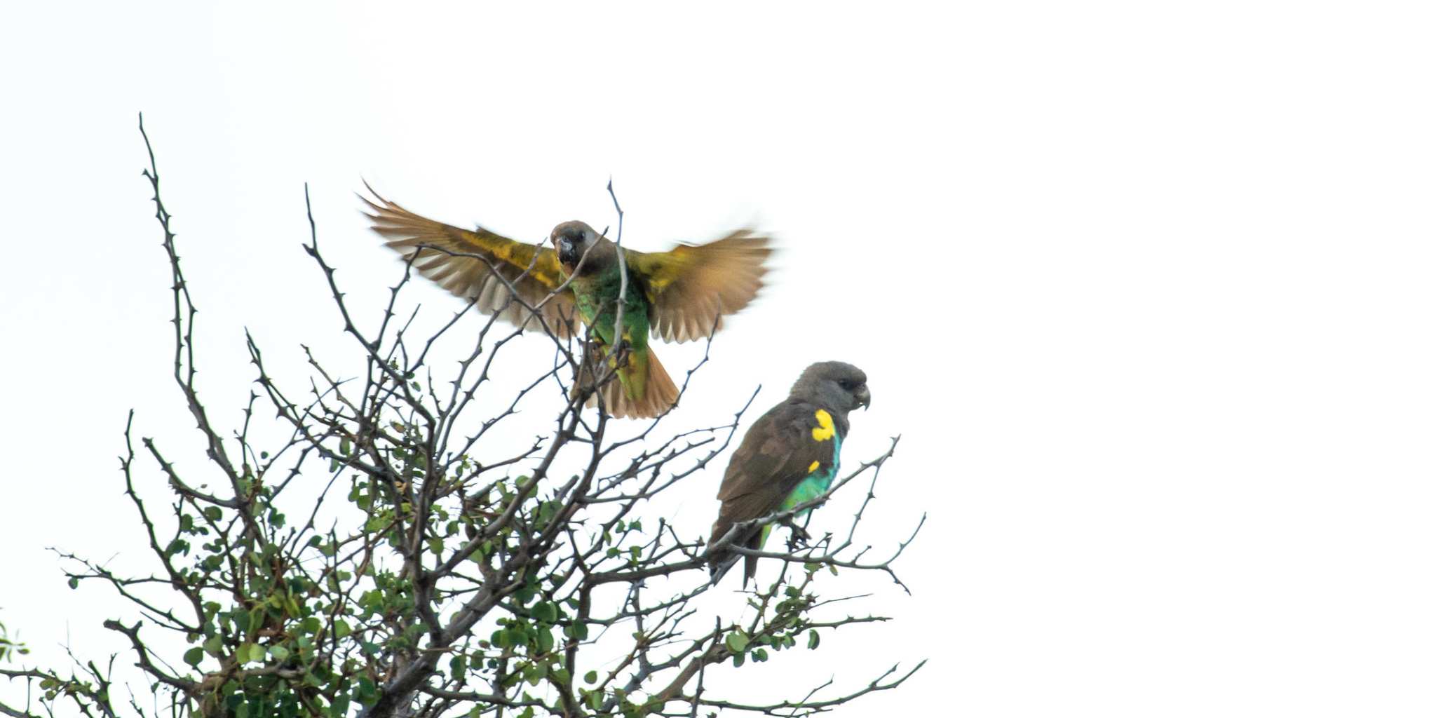 Birds Okavango Delta