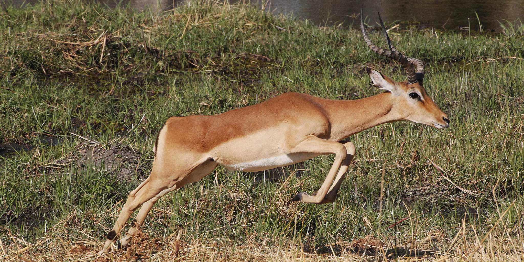 Impala Okavango delta