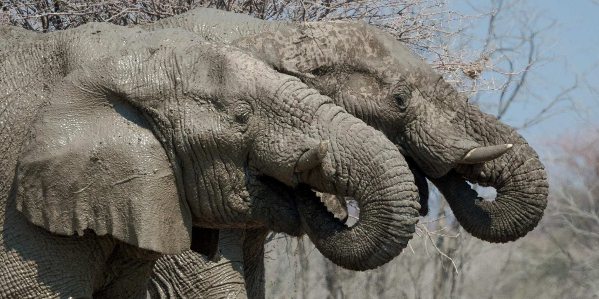 Two elephant standing next to each other in synch