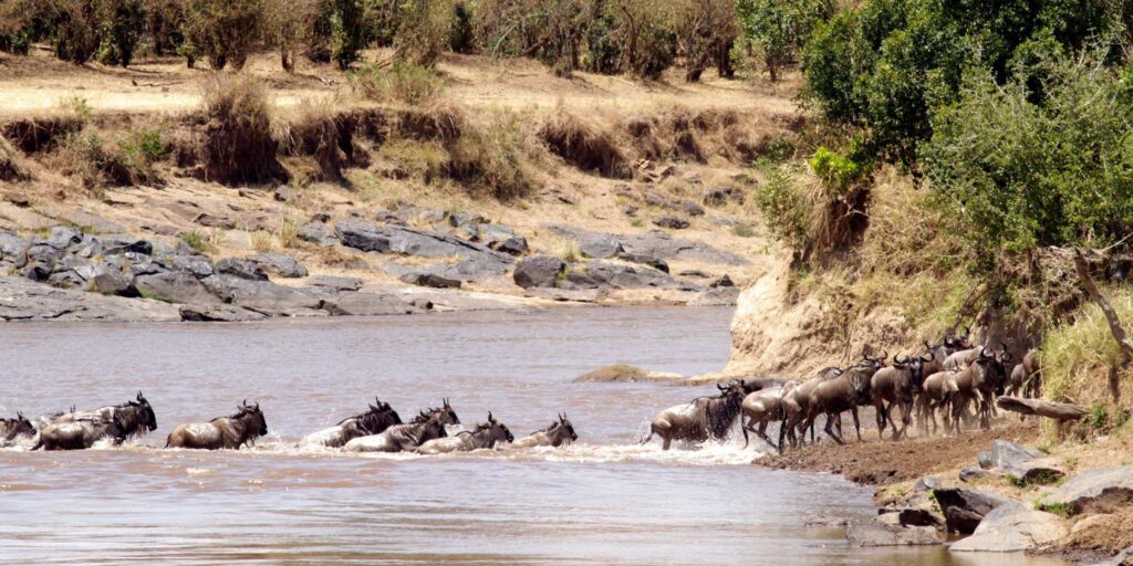 Wildbeest crossing the river during the great migration