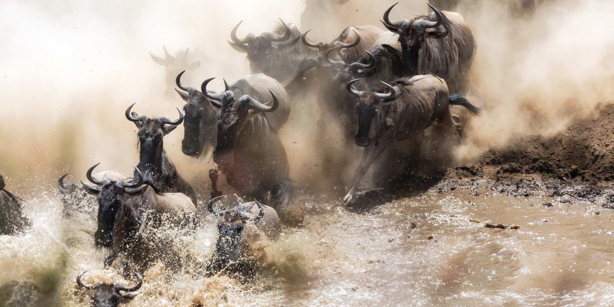 Wildebeest Migration in the Mara