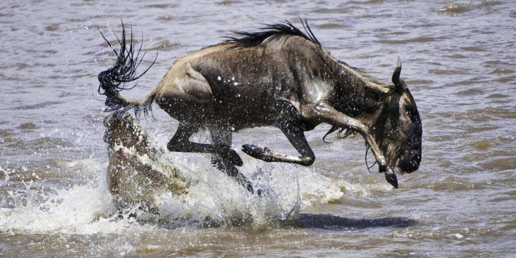 Wildbeest about to be caught by a crocodile whilst crossing a river