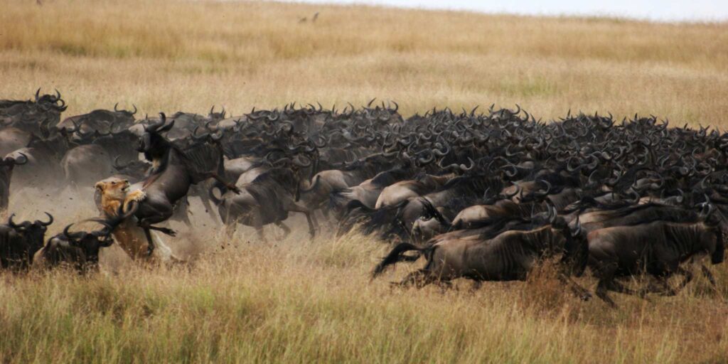 Wildebeest Migration in the Mara