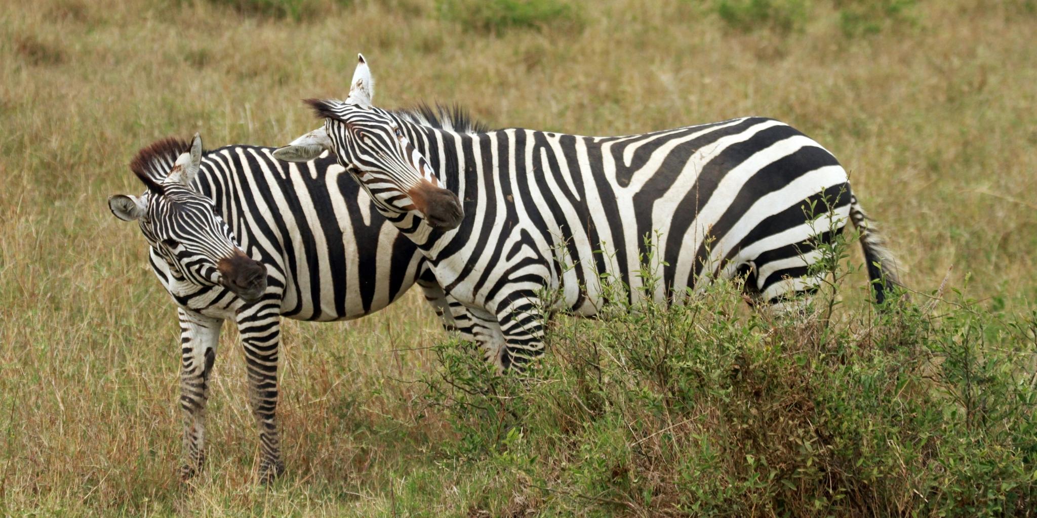 Two Zebras with their heads turned in the grassy plains of the Mara