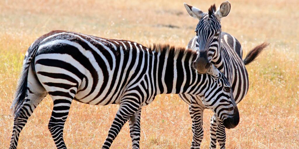Two zebras in the Mara