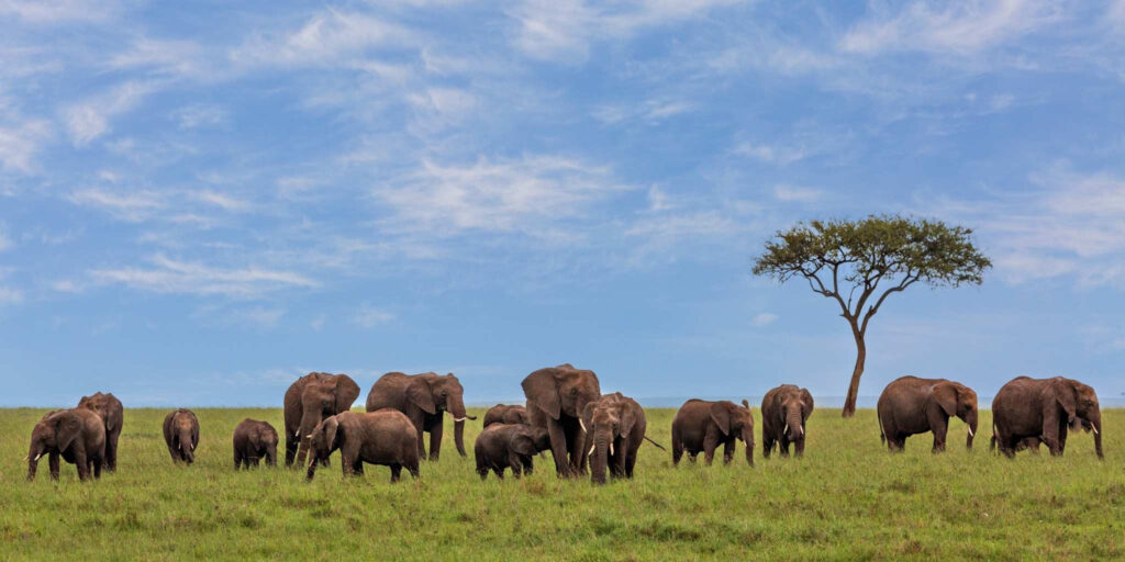 Herd of elephants in the mara during April