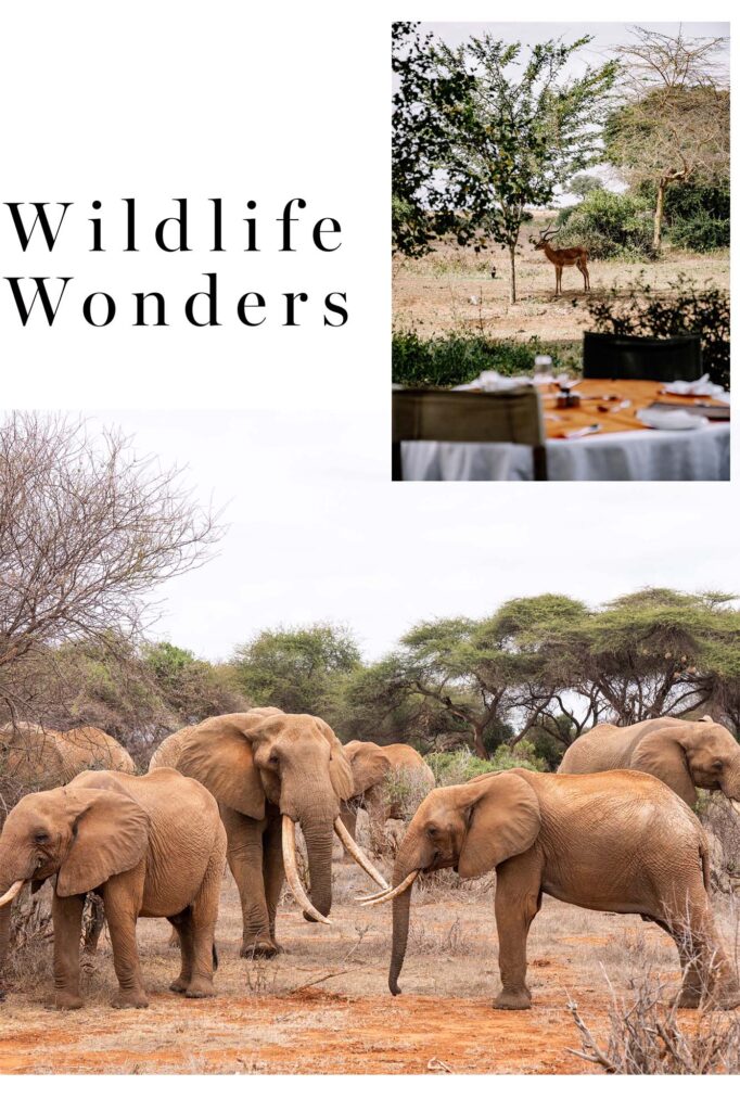 Kenya: Big Tuskers of Tsavo