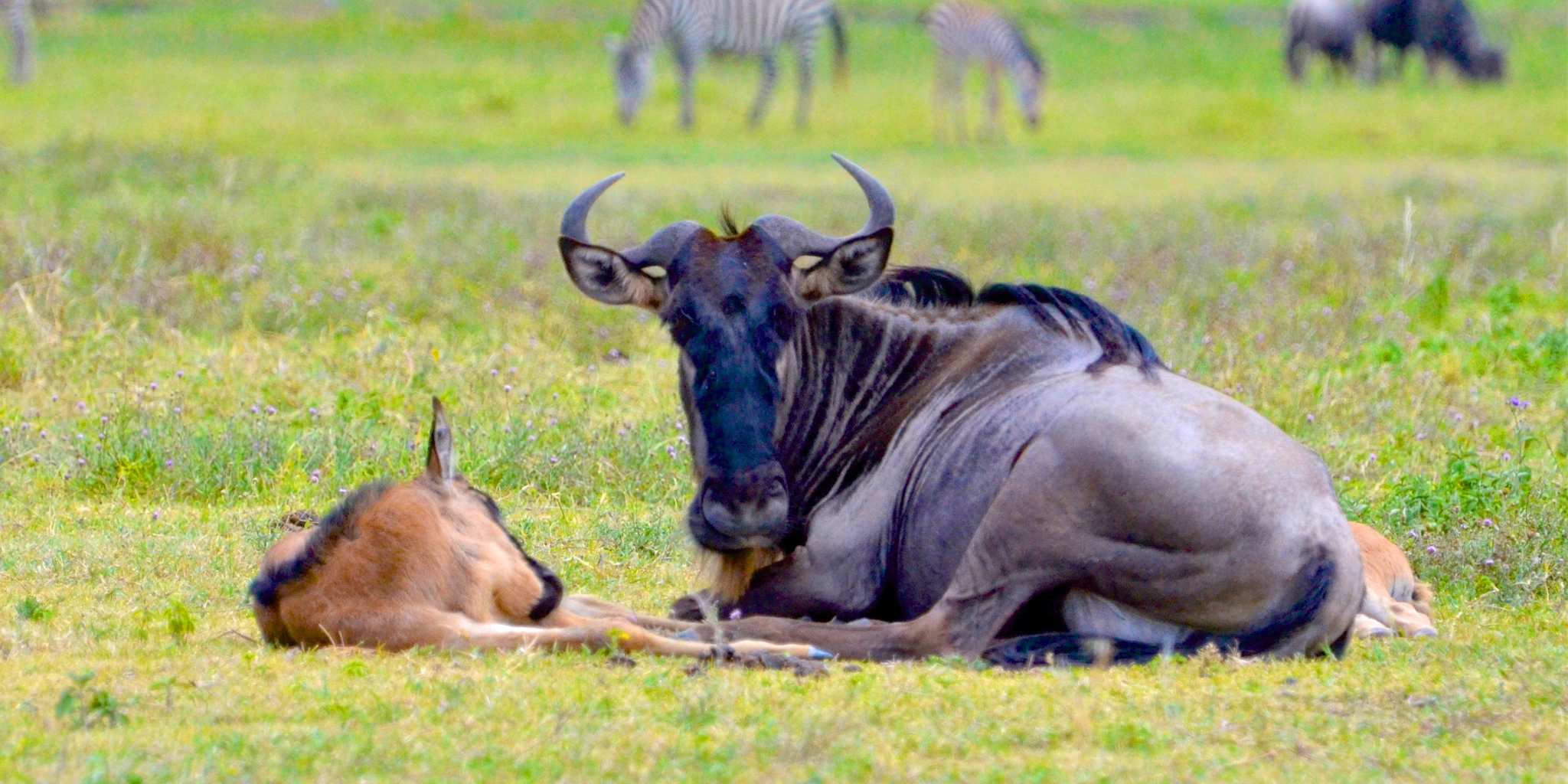 Wildebeest with its young