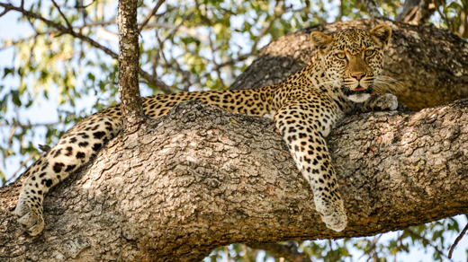 Cape Town, Kruger & Victoria Falls (Classic)