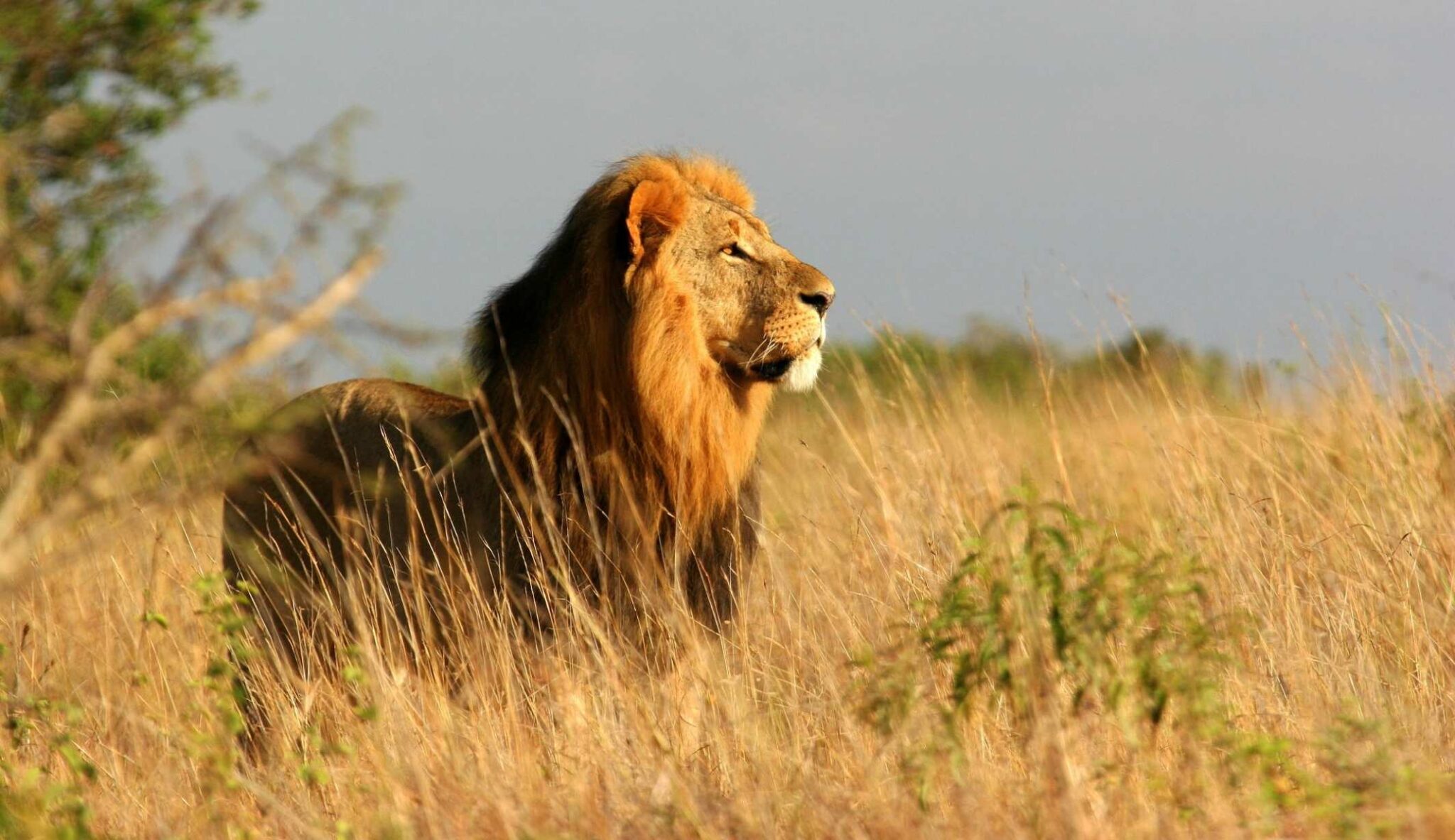 Lion standing proud in the grass