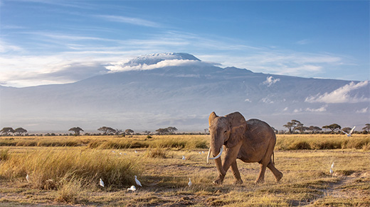 Pioneers Signature Air Safari