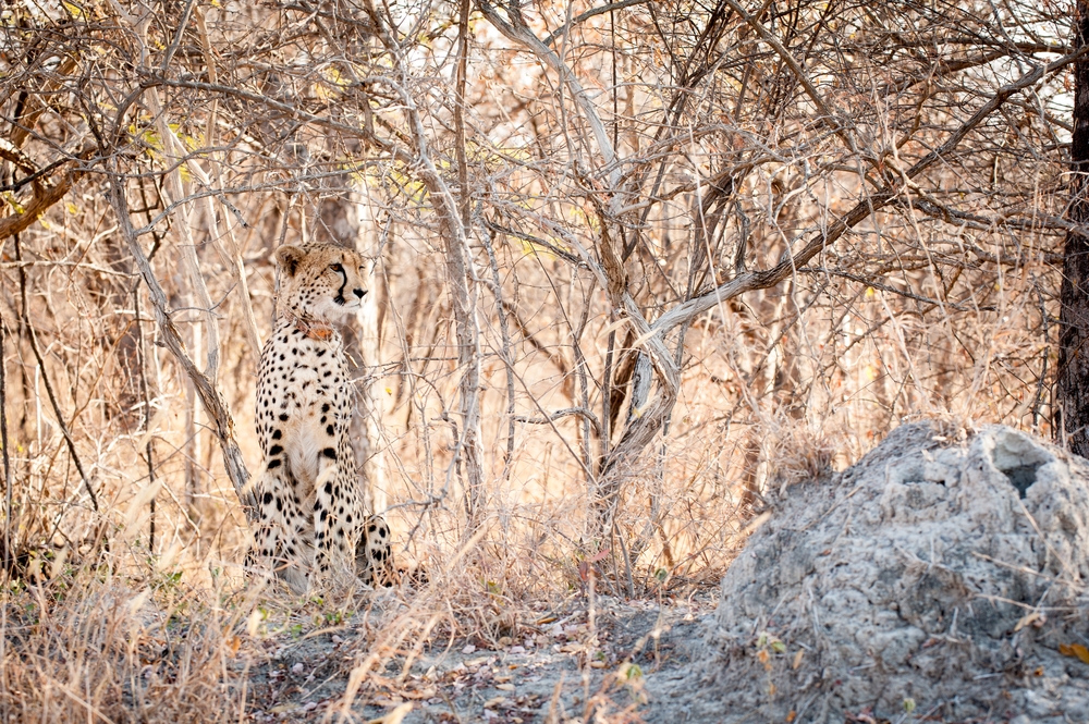 When should I travel to Africa?