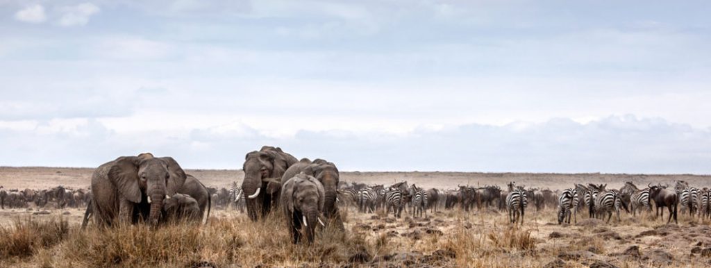 Migration Safari Kenya