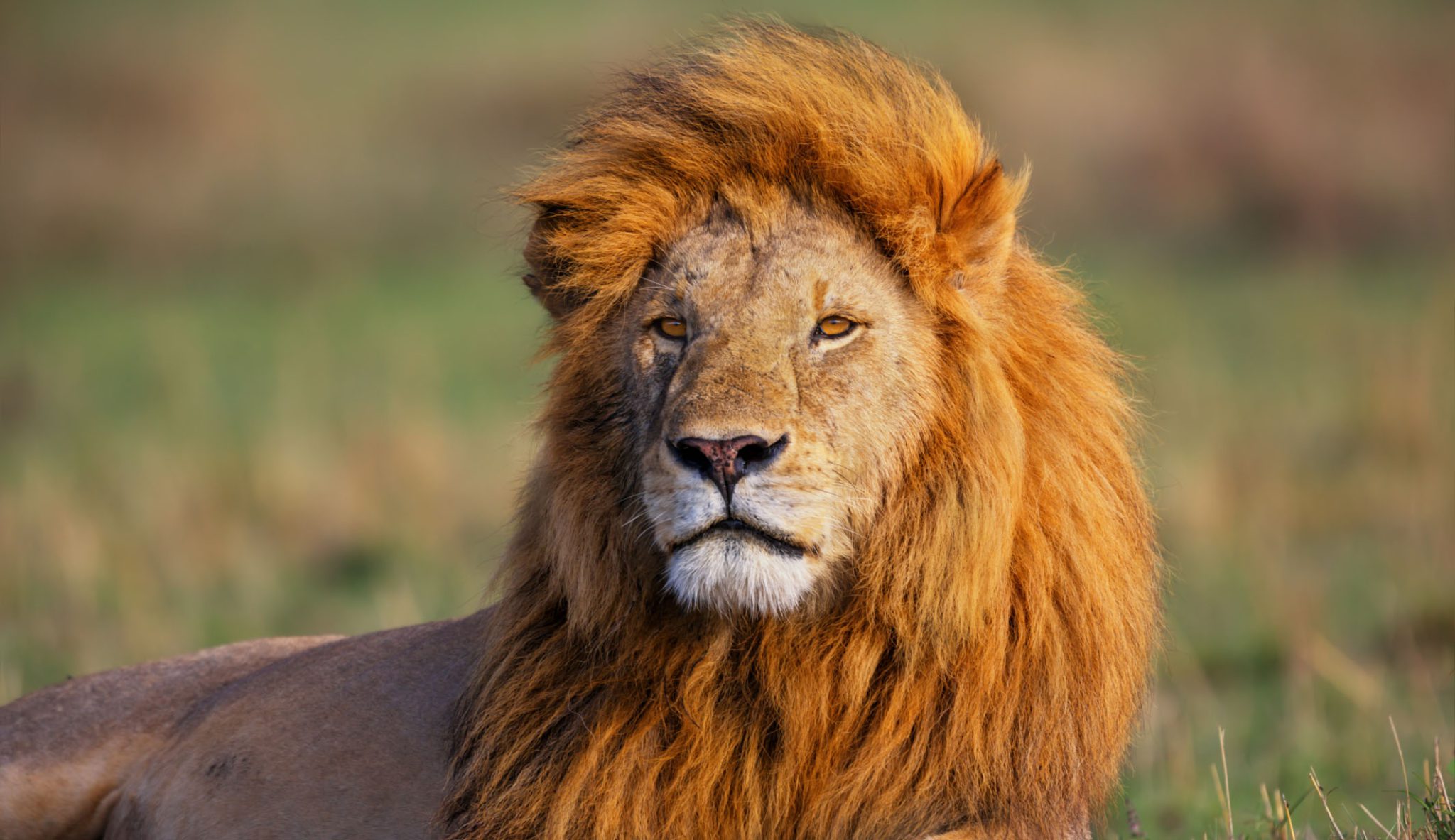 Lion on safari in the Masai mara