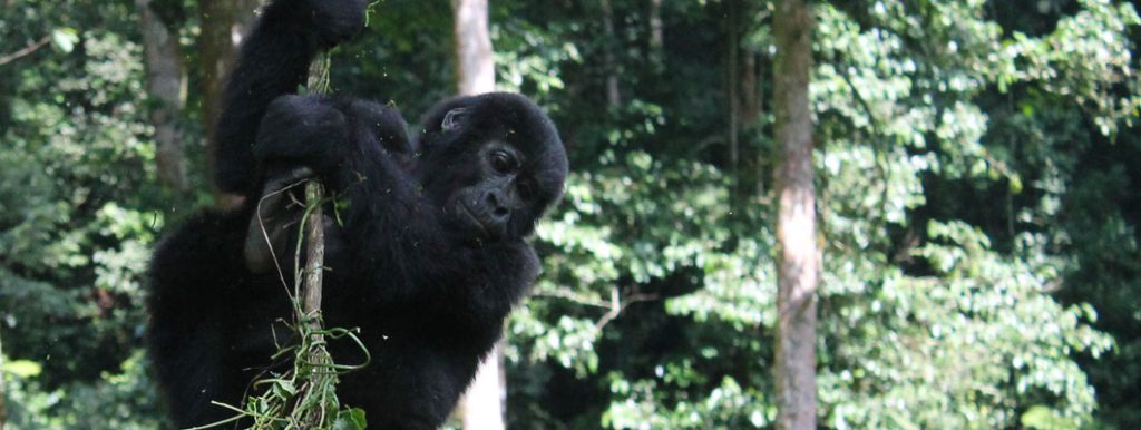 Gorilla Mountain View Lodge