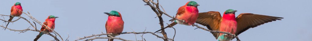 Bench Africa Best Sellers