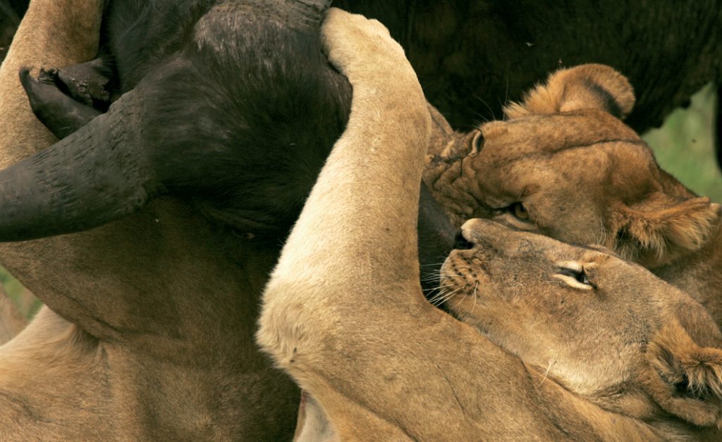 Lion Conservation Africa