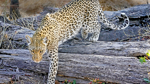 Southern Africa Uncovered – Northbound