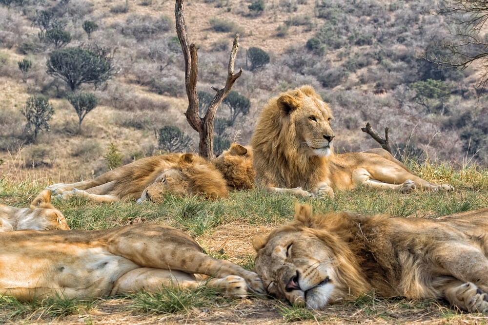 Amazing animals to spot on safari in Kruger Park