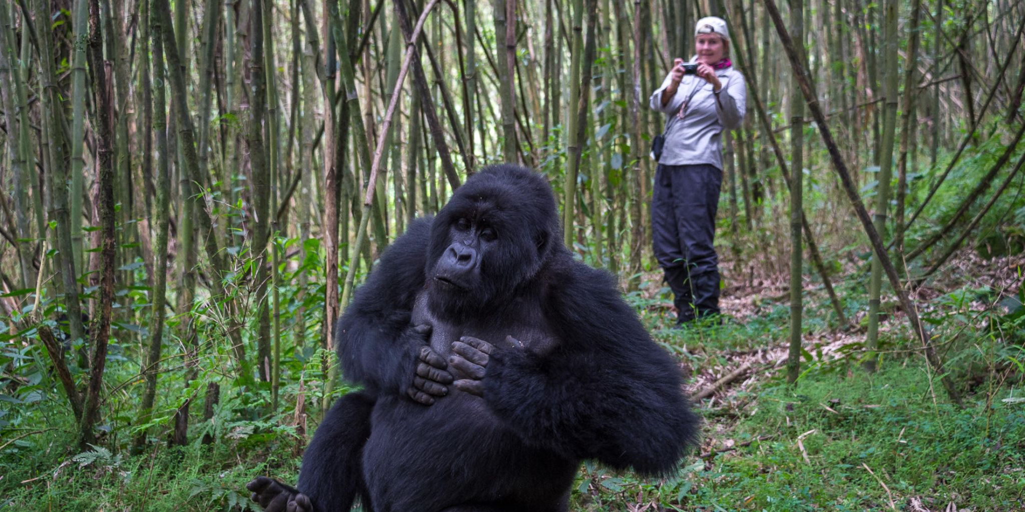 Gorilla trekker capturing photo of gorilla
