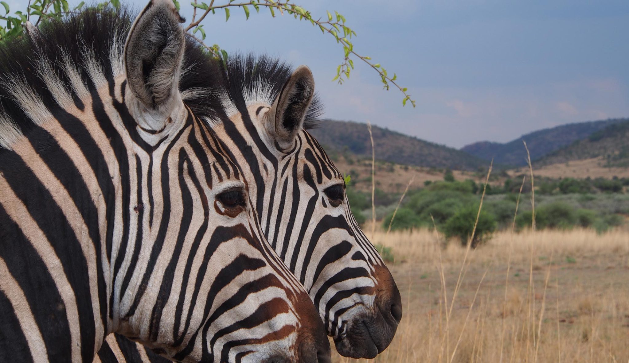 as per their chosen itineraries organised with their tour operators.