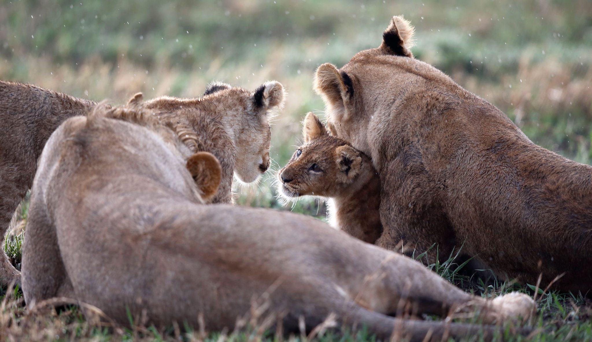 Wildlife Safari Savute Botswana