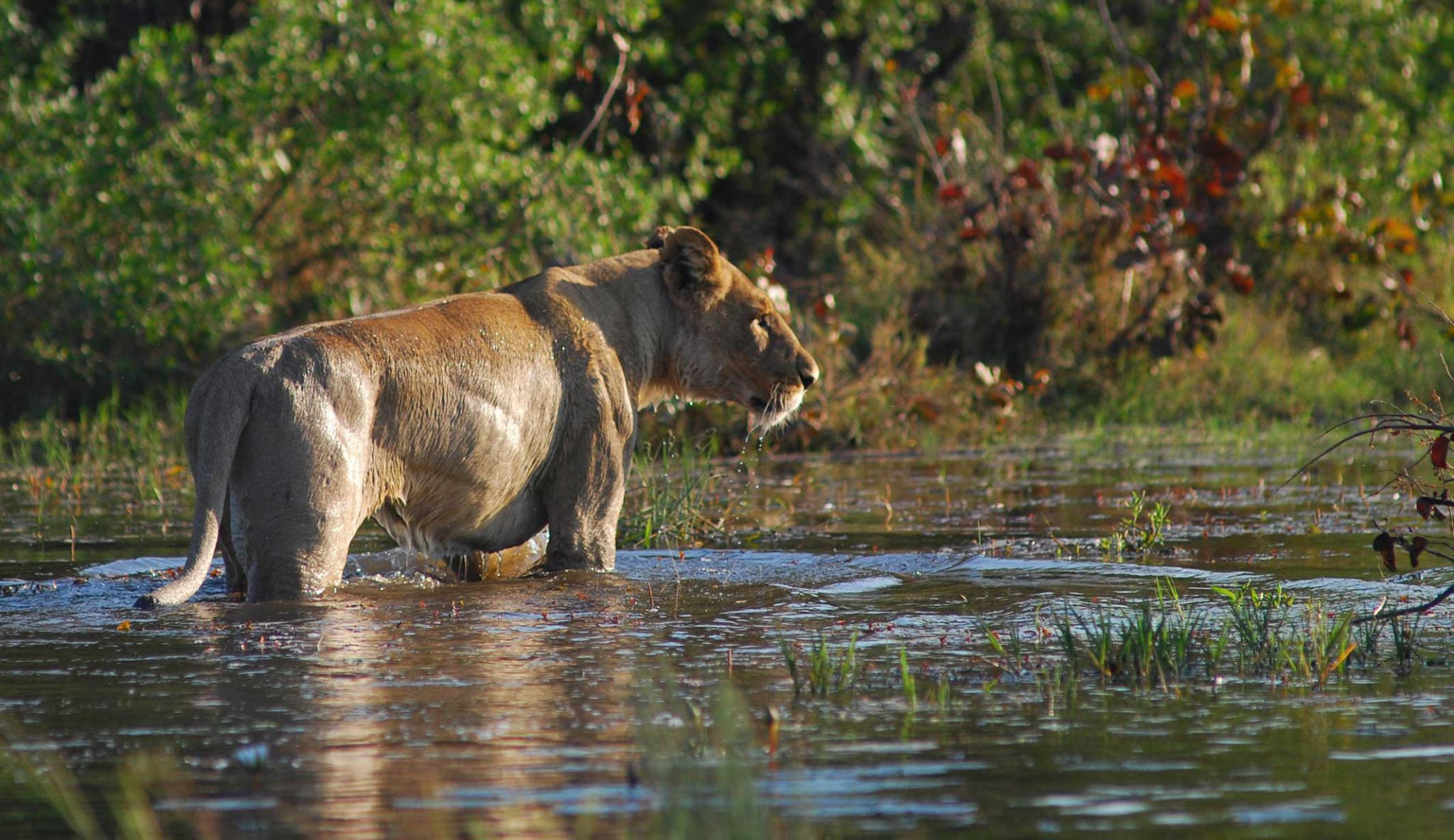 Highlights of Botswana Mobile Camping