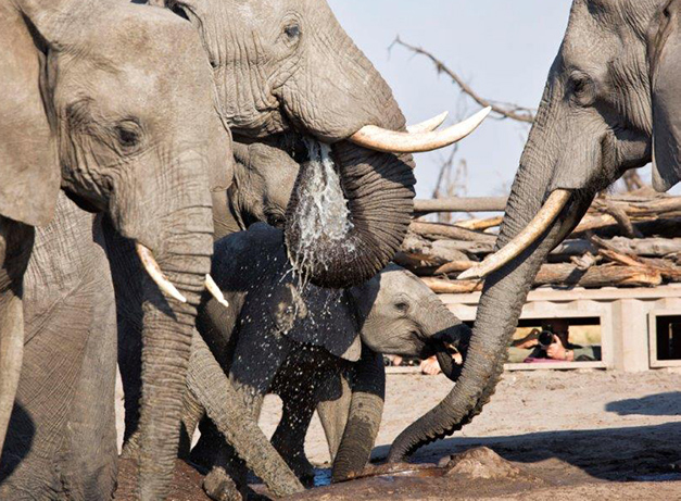 Is November a Good Time to Travel to Botswana?