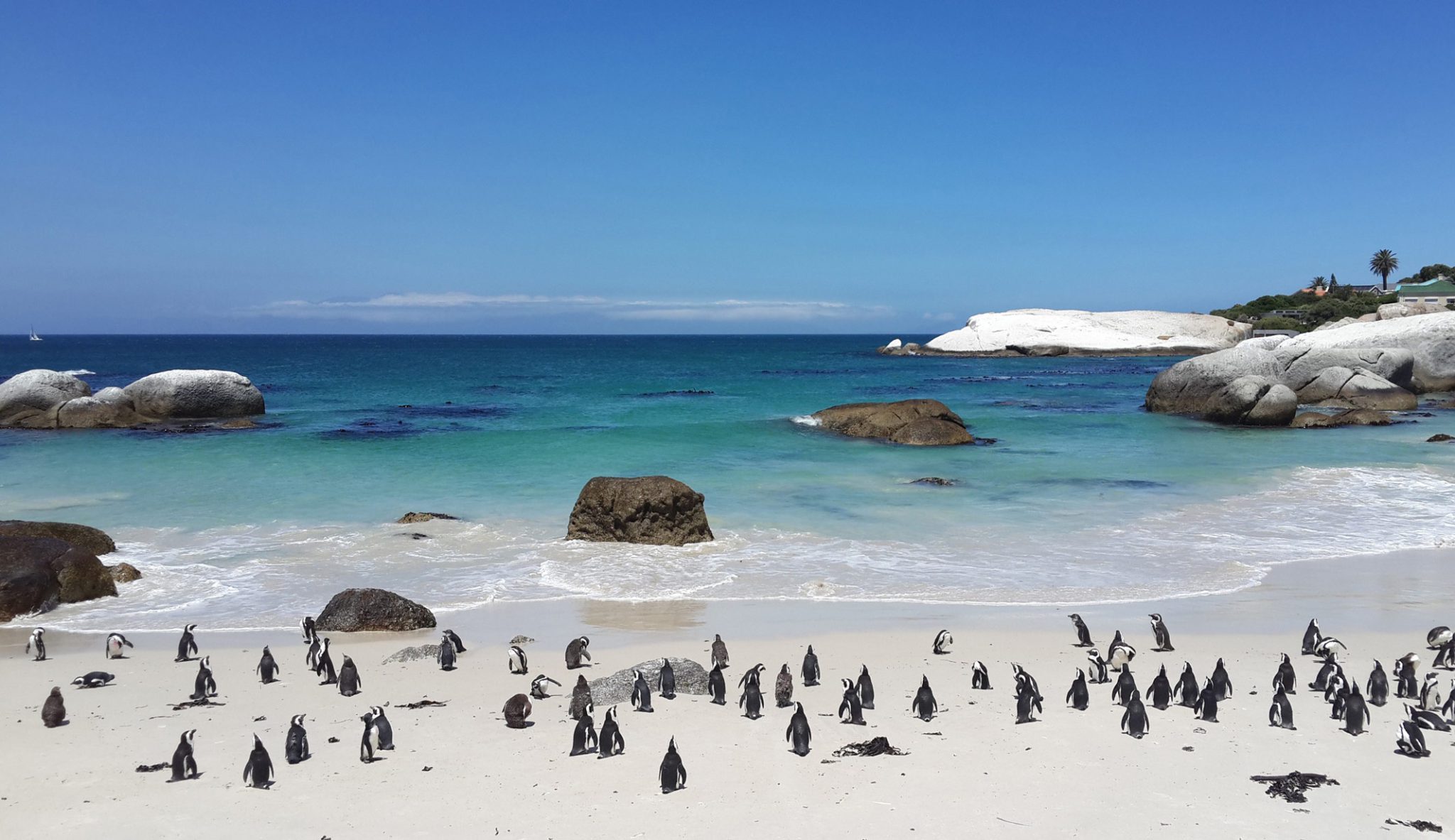 Experience a Big Five safari on an affordable private itinerary in South Africa