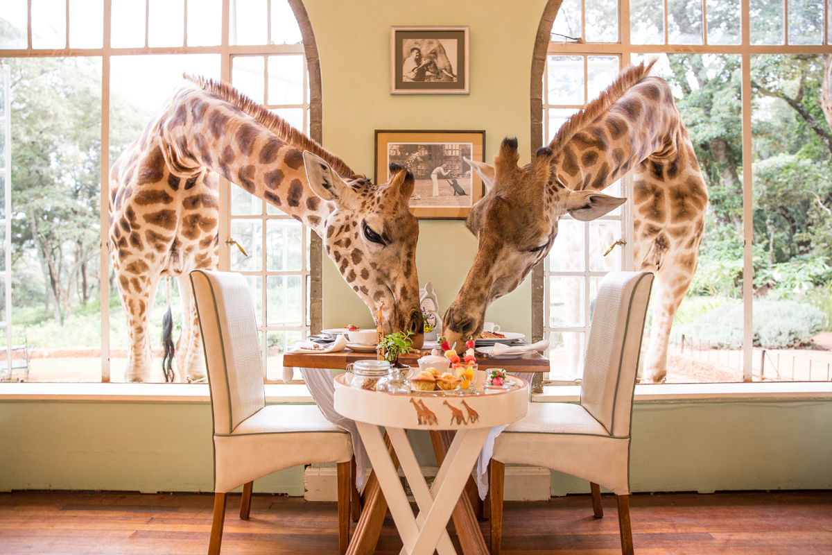 Giraffe Manor Breakfast Nairobi