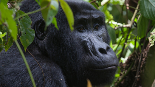 Gorilla Trekking – Clouds Mountain Gorilla Lodge