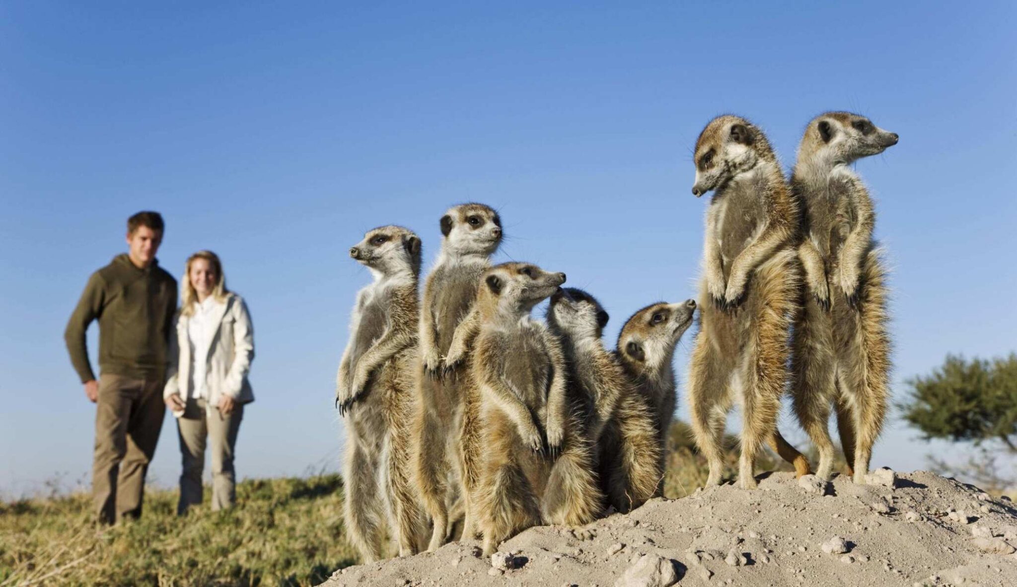 A couple looking at a group of meerkats