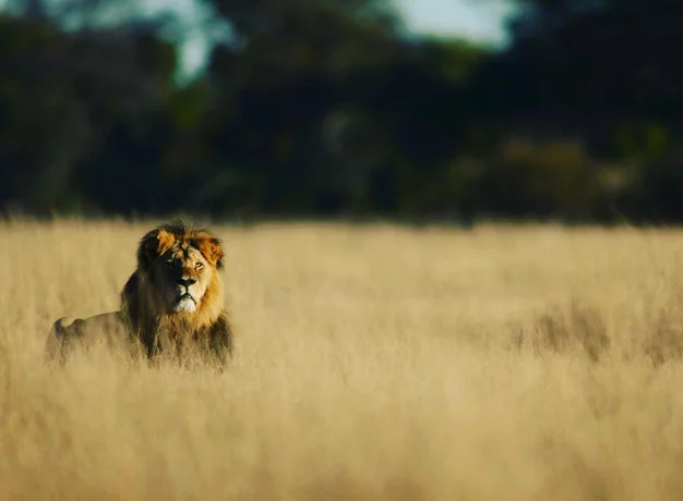 Cecil’s Rise & Fall