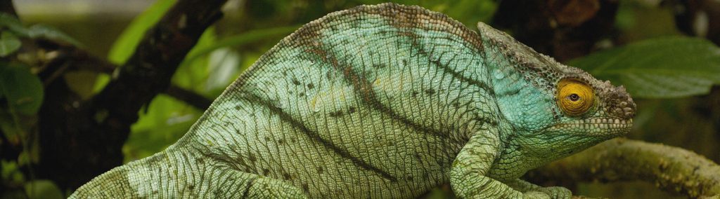 Travel to Madagascar