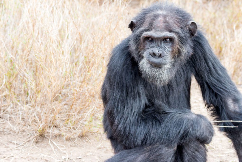 Amazing animal photos (and the stories behind them)