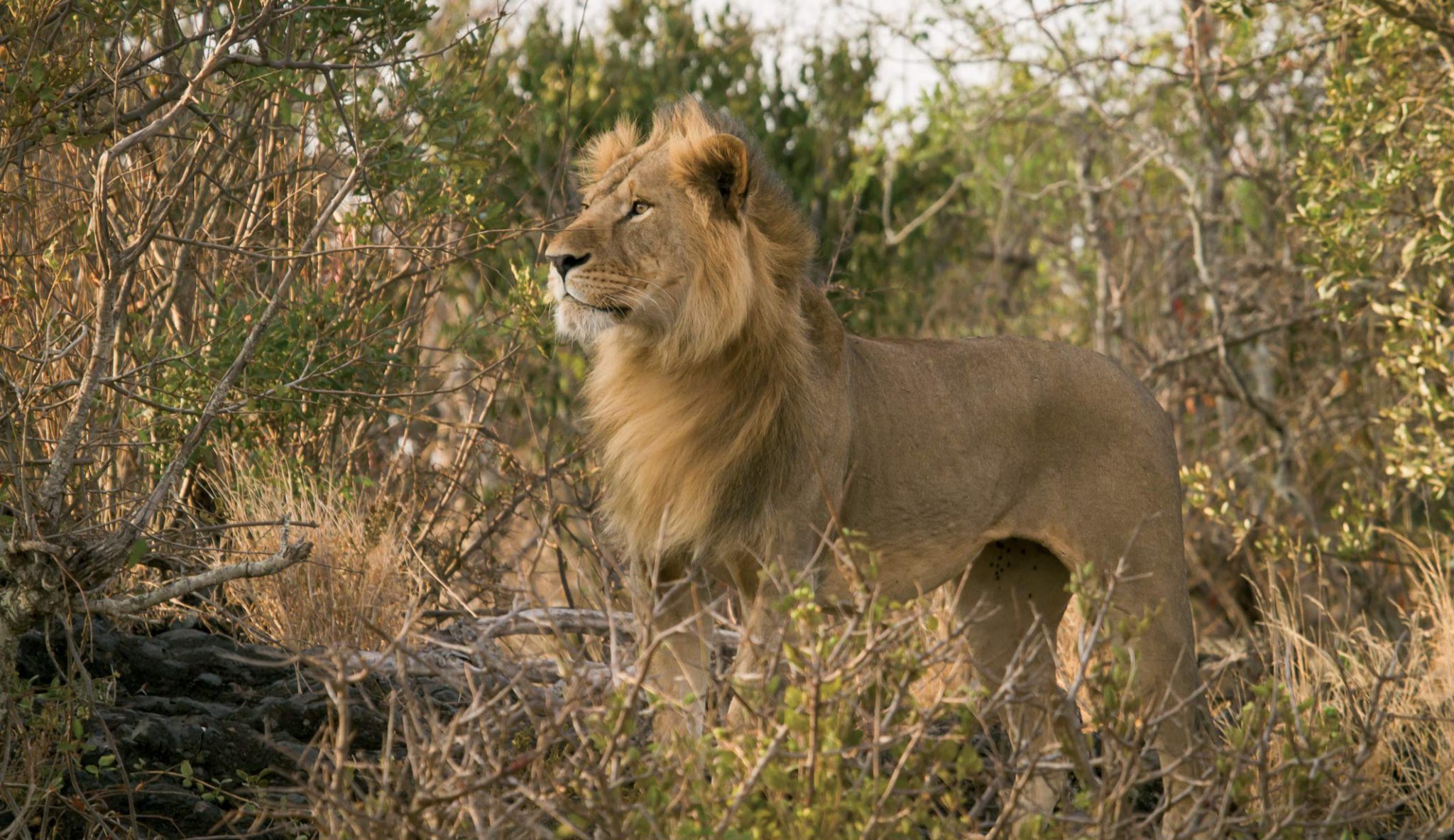 Great Plains Safari Kenya